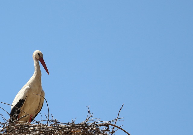 Free Nature Stork photo and picture
