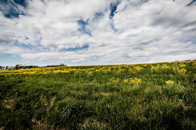 Free Grass Field photo and picture