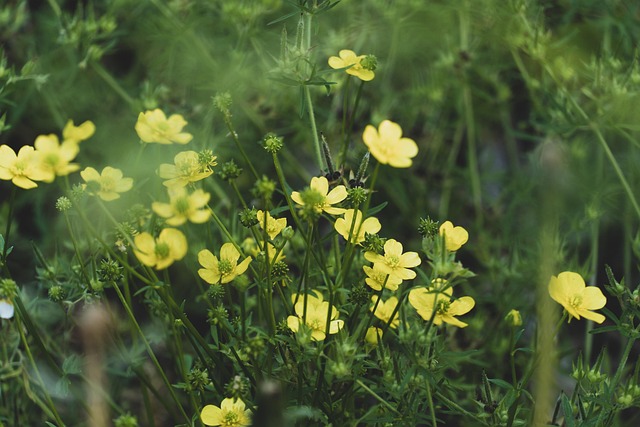 Free Yellow Flower Yard photo and picture