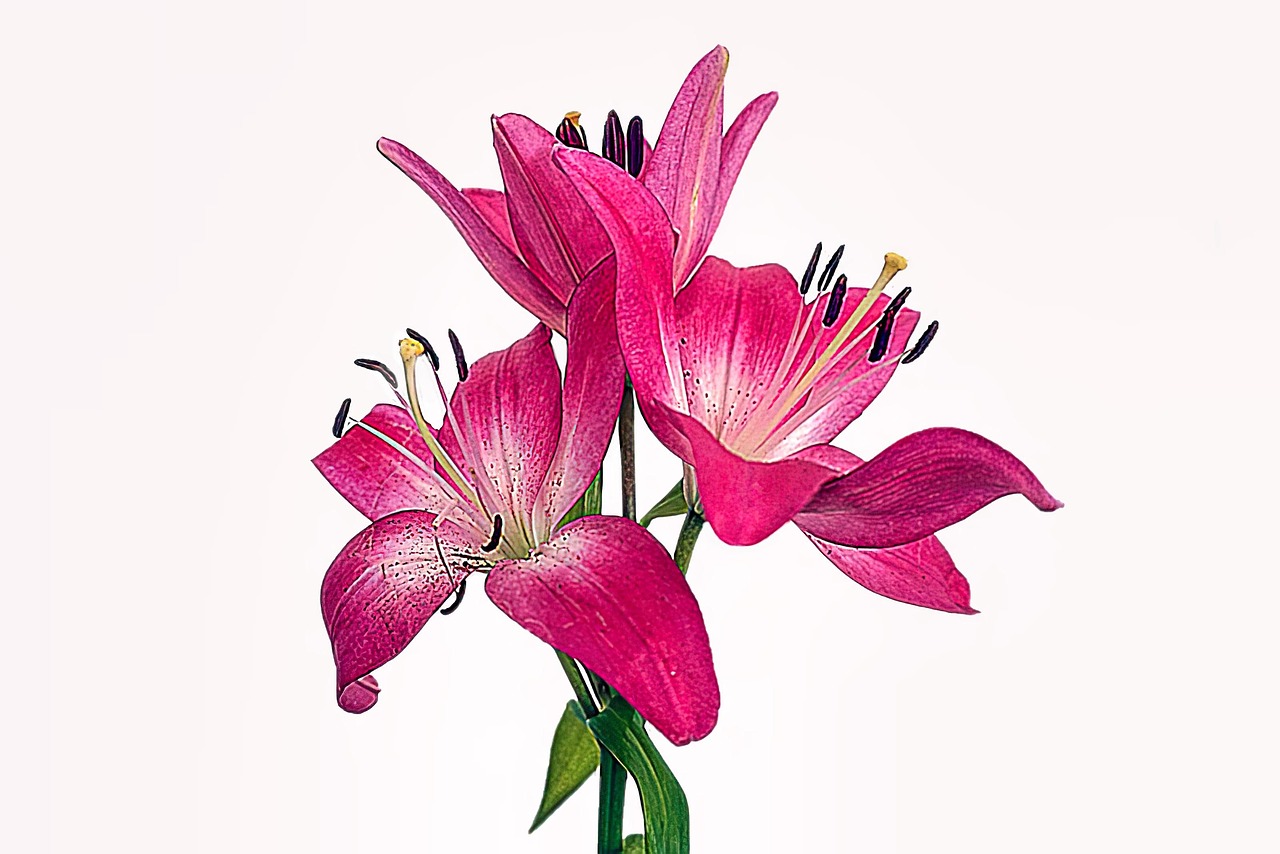 Sketch - free online jigsaw puzzle photo