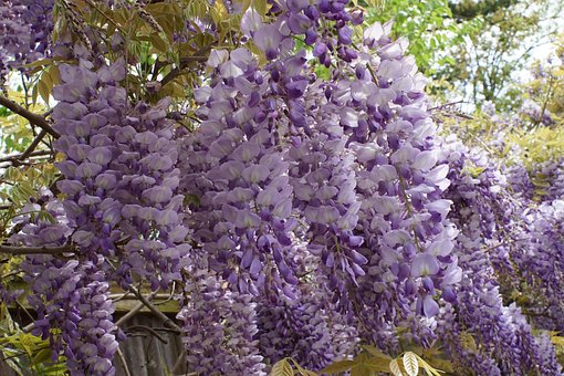 Free Wisteria Hanging Flowers photo and picture
