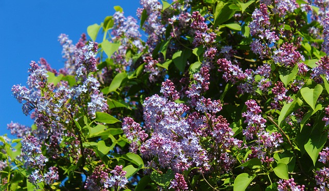 Free Nature Plants photo and picture