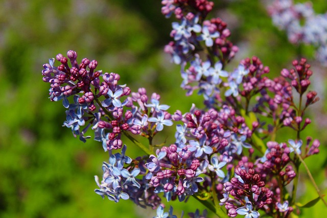 Free Nature Plants photo and picture