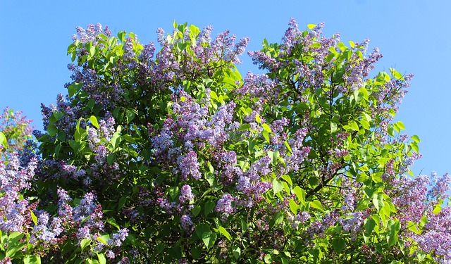 Free Nature Plants photo and picture