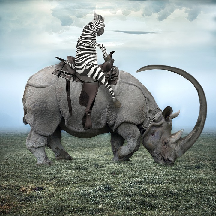 Rhinoceros Zebra - Free photo on Pixabay