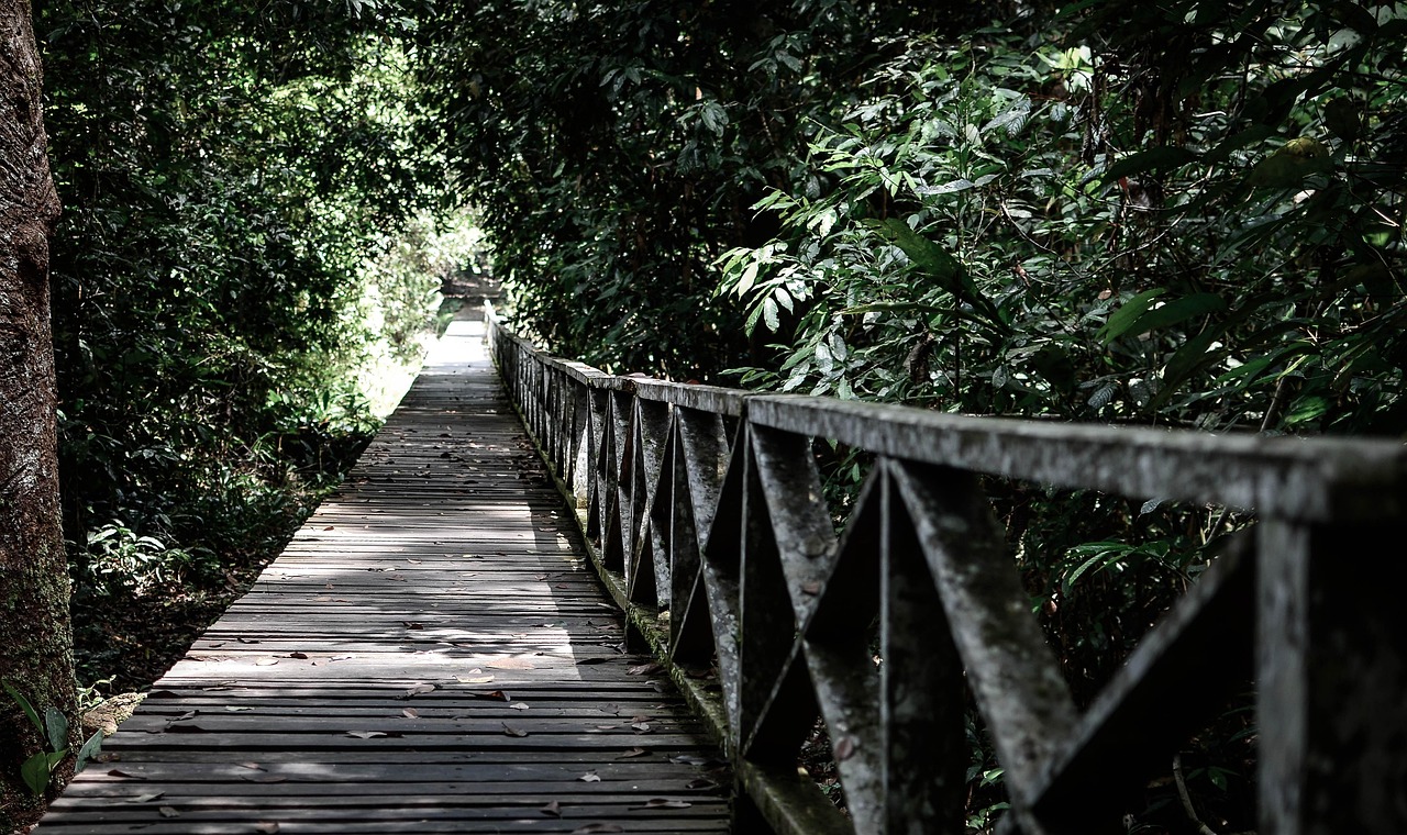 Fond d'écran : des arbres, paysage, la nature, herbe, champ, branche
