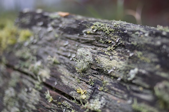 Free Lichen Detail photo and picture