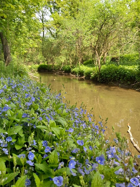 Natur, Flusslandschaft, Aue, Auwald