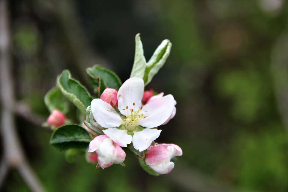 Apple Tree Bloom Flowering Free photo on Pixabay Pixabay