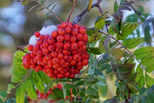 Baies Rouges Hiver Berry Arbre Hiver Baies - Photo gratuite sur Pixabay - Pixabay