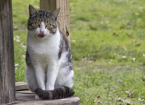 Cat, Kjæledyr, Gård