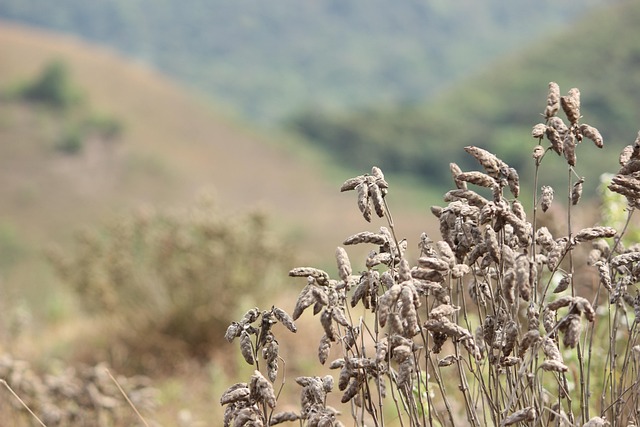 Free Nature Forest photo and picture