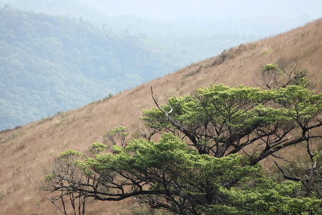 Free Nature Forest photo and picture