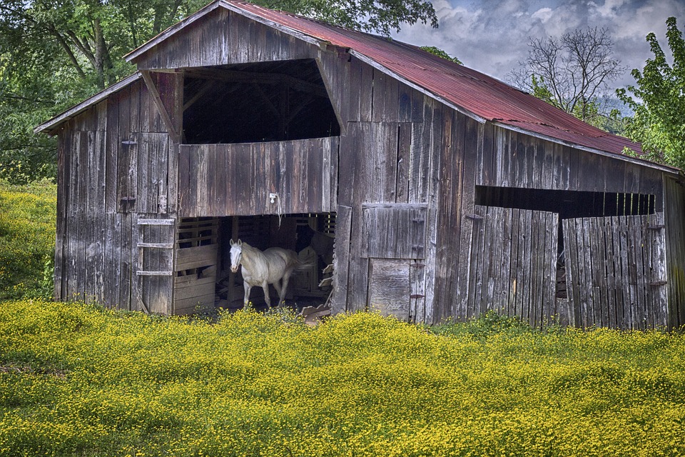 Horse Barn Yellow - Free photo on Pixabay - Pixabay