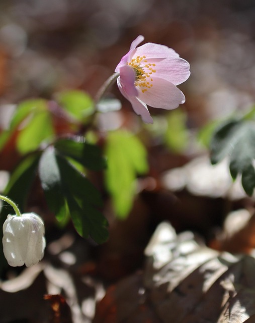 Free Wood Anemones Flower photo and picture
