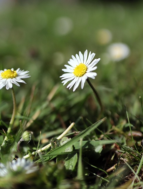 Free Daisy Flower photo and picture