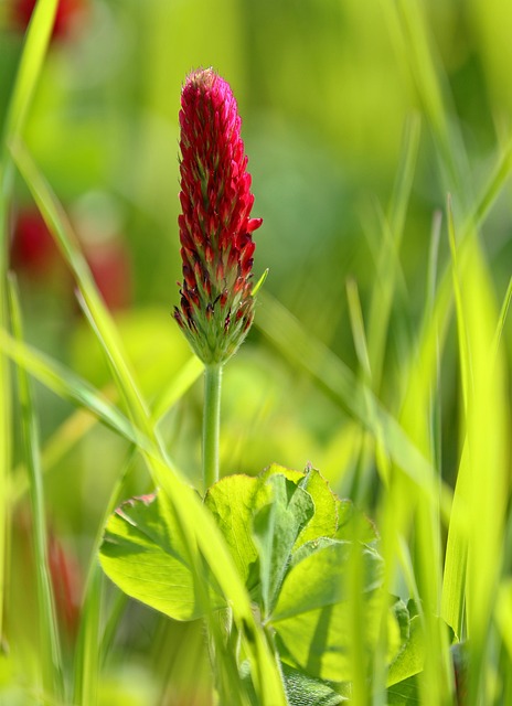 Free Clover Nature photo and picture