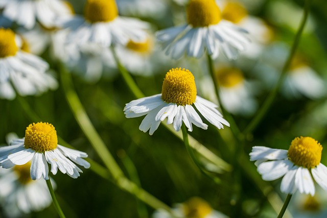 Madeliefje, Bloem Achtergrond, Bloem