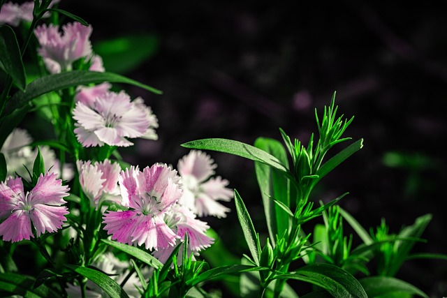 Free Flower Flower Wallpaper photo and picture