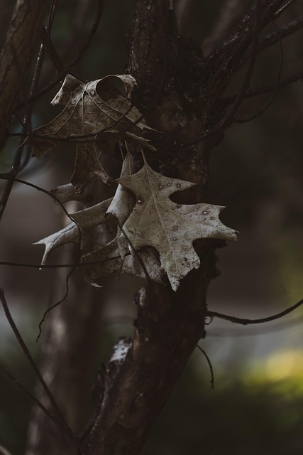 Free Sheets Nature photo and picture