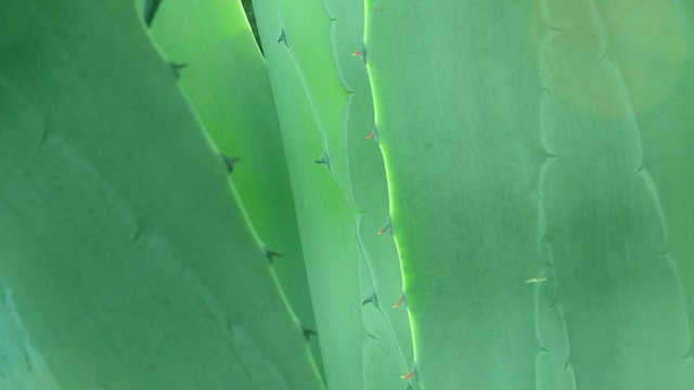 Free Green Aloe photo and picture
