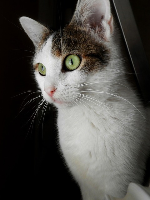 Free Cat Portrait photo and picture