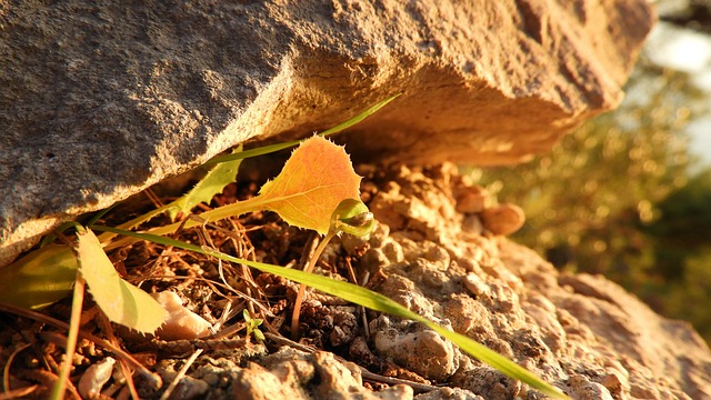 Free Plant Stone photo and picture