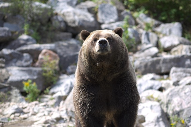 Free Bear Boss photo and picture