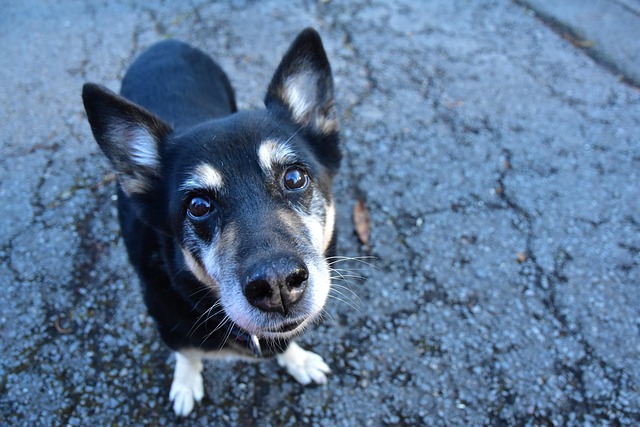 Hund, Laufen, Haustier, Schäfer, Mischen