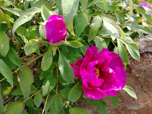 Free May The Flower photo and picture