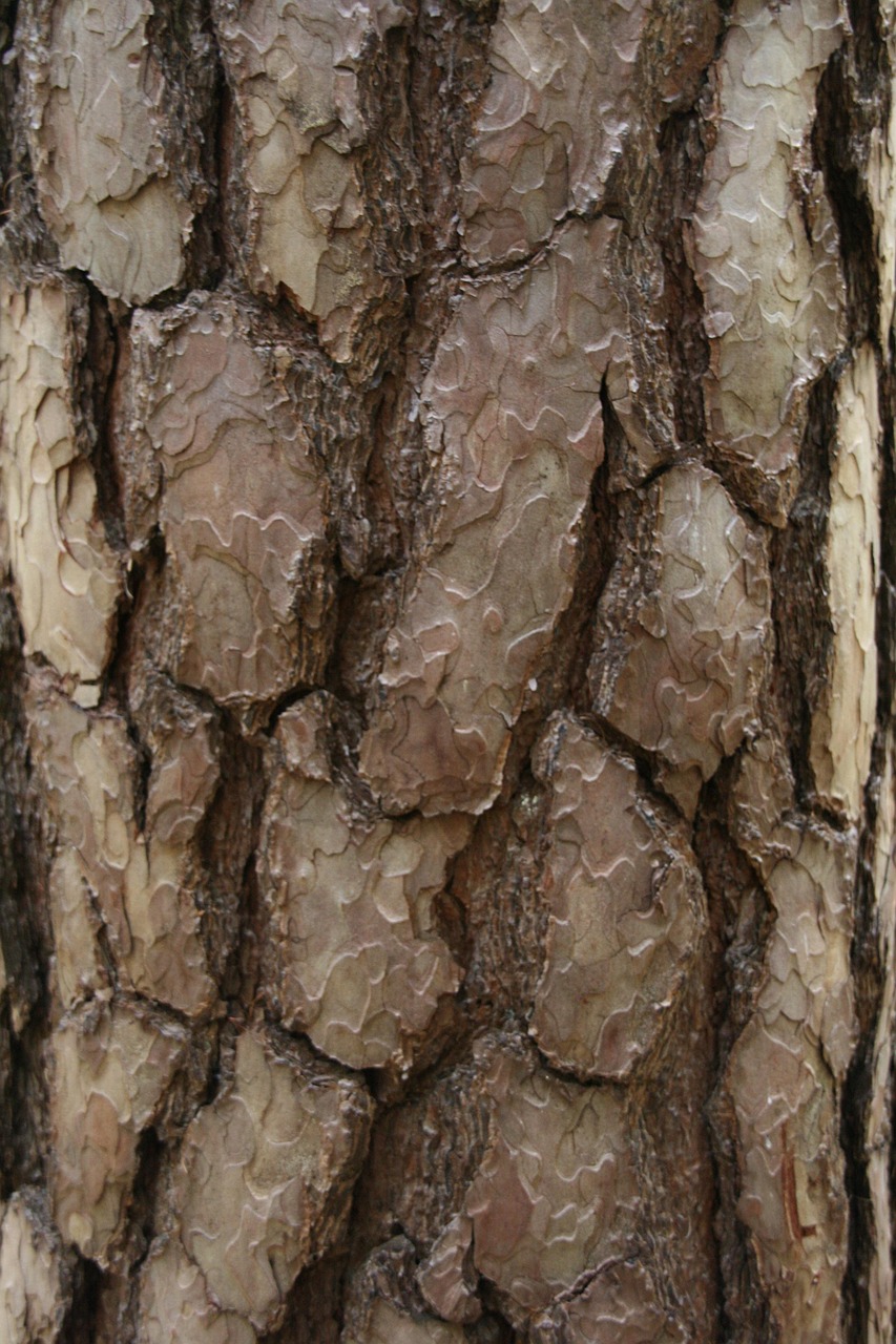 Rinde Baum Schuppen - Kostenloses Foto auf Pixabay - Pixabay