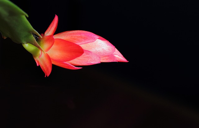 Free Cactus Flower photo and picture