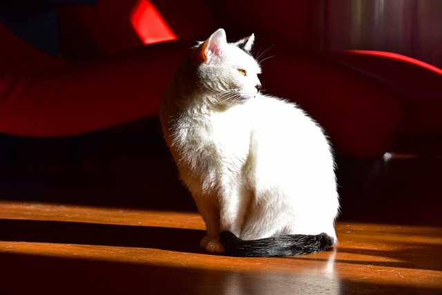 Katze, Weiß, Katzenartig, Heimat