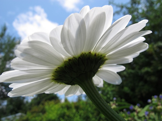 Free Daisy Flower Background photo and picture