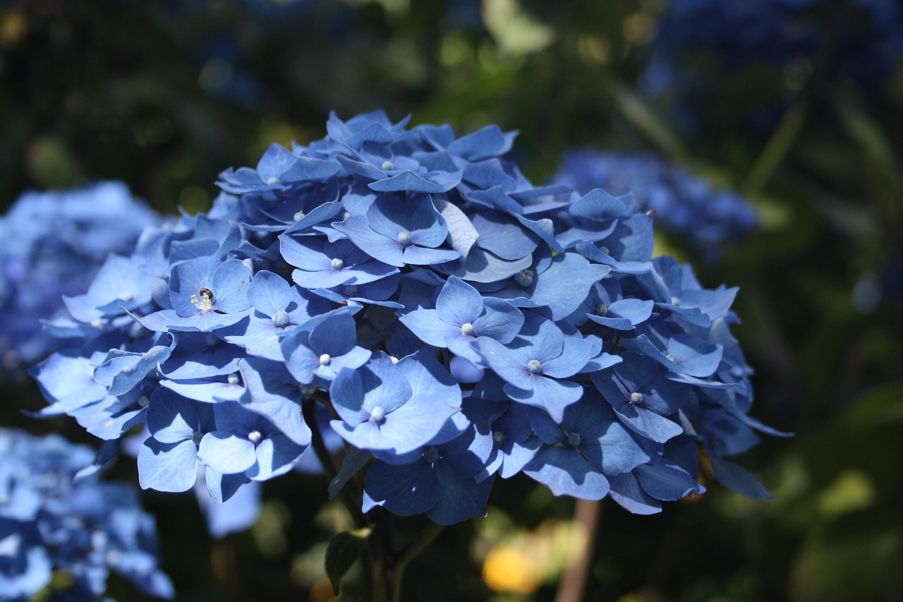 花 青 自然 - Pixabayの無料写真 - Pixabay