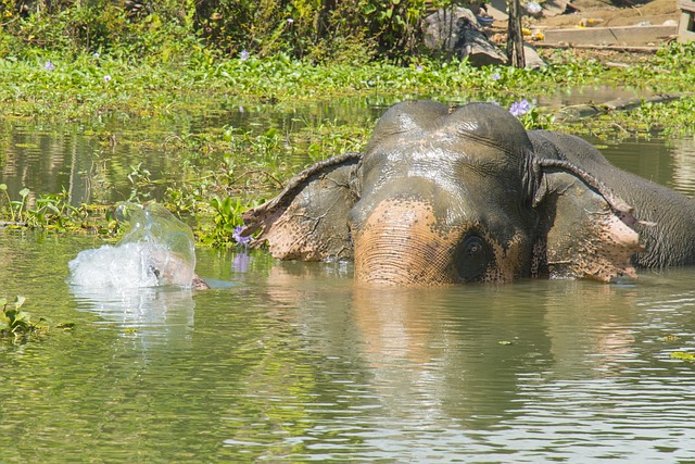 Elefant, Asiatisch, Asien, Wasser