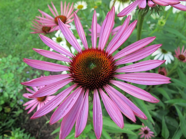 Free Flower Propeller photo and picture