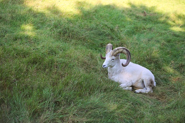 Free Ram Resting photo and picture