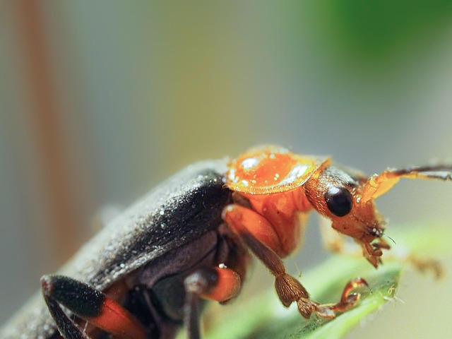 Free Cantharis Pellucida Bugs photo and picture