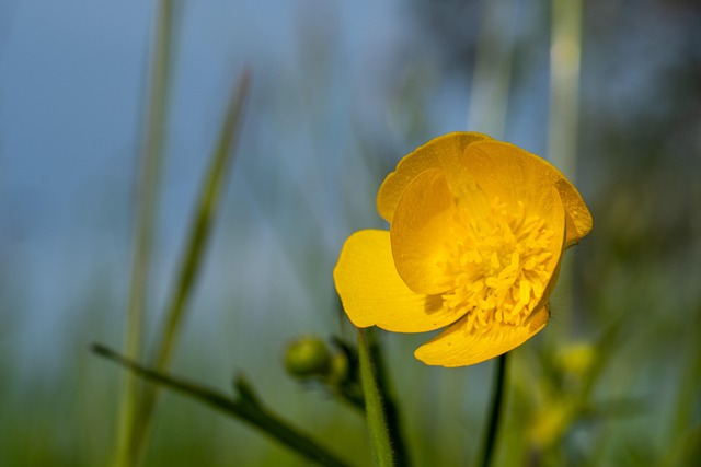 Free Flower Macro photo and picture