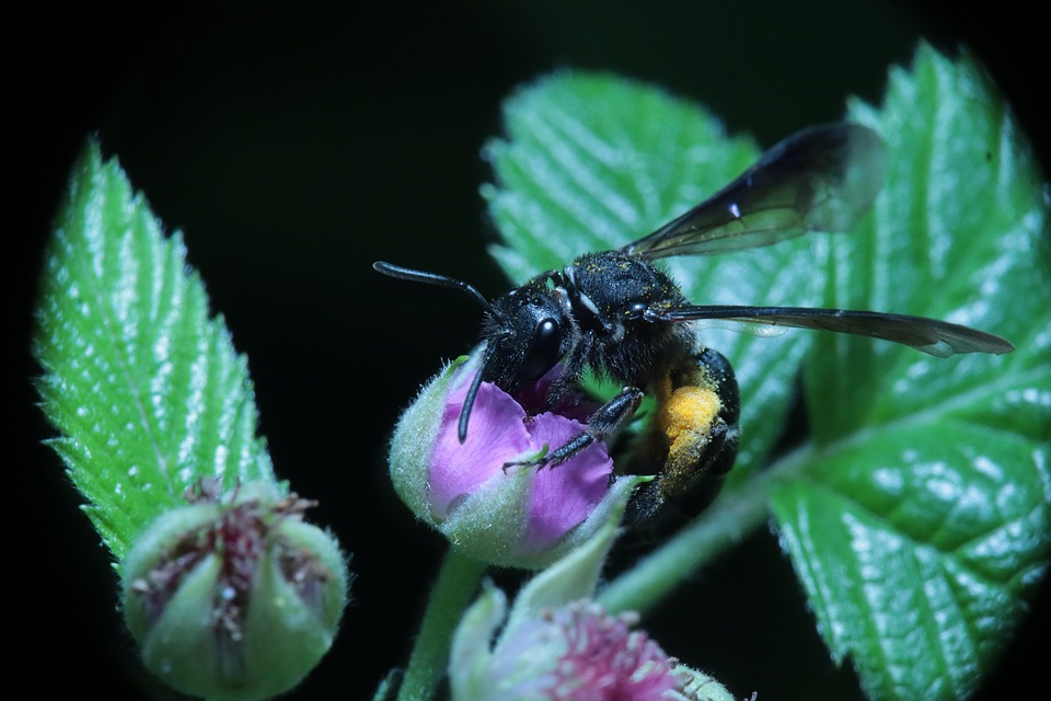 Cool Pollinating Insects Insects Yard Pollination - Free photo on Pixabay - Pixabay