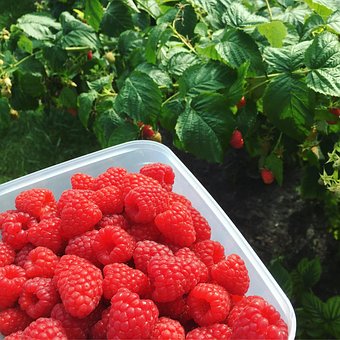 Free Raspberries Garden photo and picture