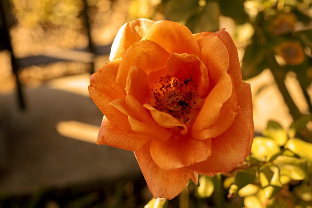 Free Rose Flower photo and picture