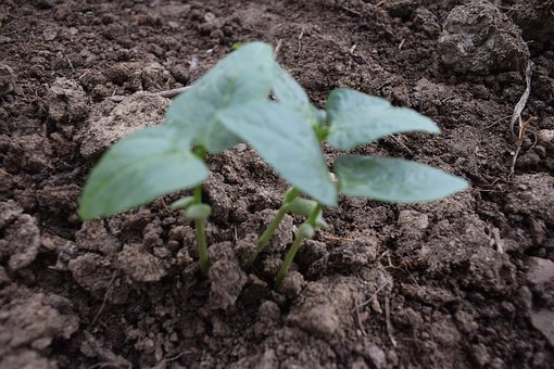 Free Seeding Crop Seeding photo and picture