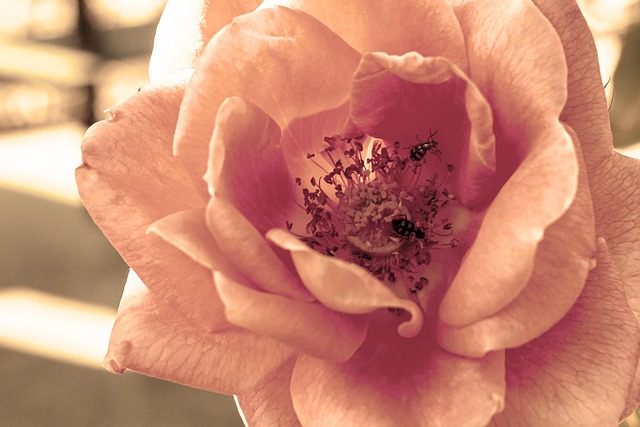 Free Flower Rose photo and picture