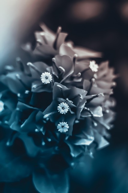 plant, nature, plants, beautiful flowers, garden, flowers, spring, pond, summer, lavender, blue, petals, flower wallpaper, zen, sheets, botanical, flower background, design, cactus