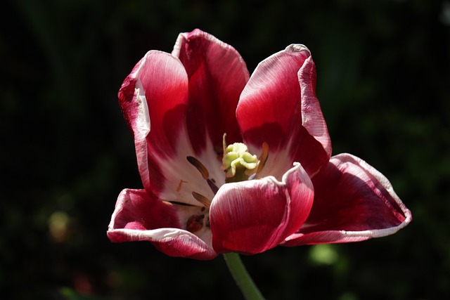 Free Tulip Old photo and picture