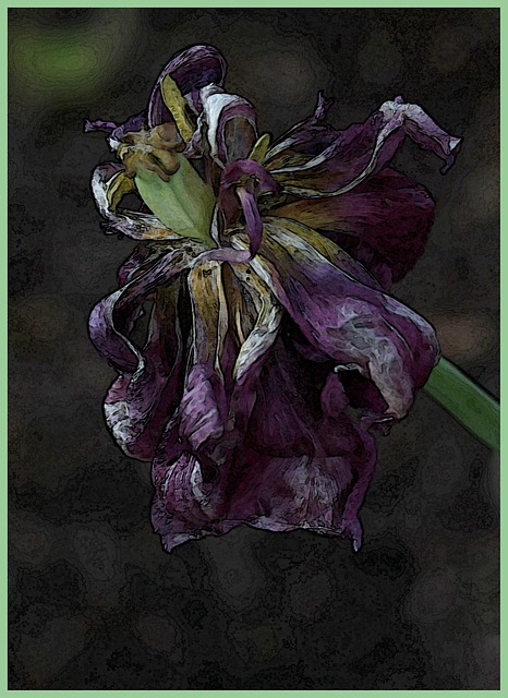 Free Flower Tulip photo and picture