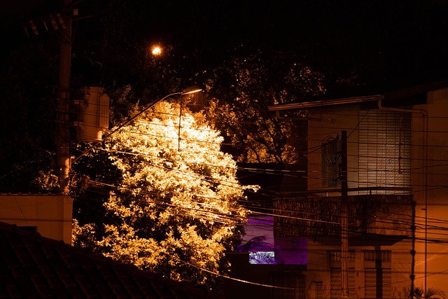 Free Night Tree photo and picture