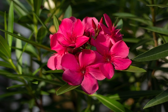 Free Flower Pink photo and picture